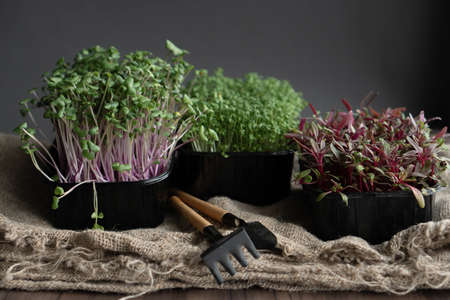 Set of boxes with microgreen sprouts of chard, watercress, radish on sackcloth. front view.