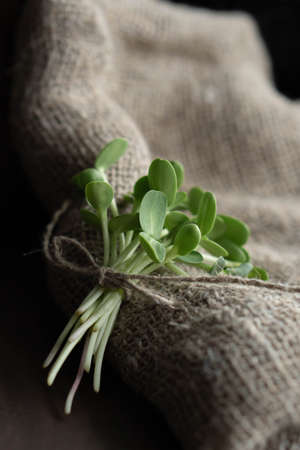 A bunch of sunflower microgreens on burlapの写真素材