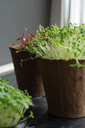 Pots with microgreens. Cultivation of microgreens at home. Microgreen sprouts of cilantro and chard.の写真素材