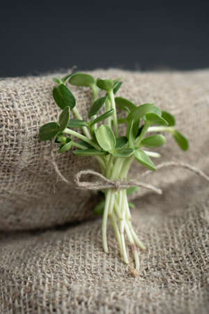 A bunch of sunflower microgreens on fabric