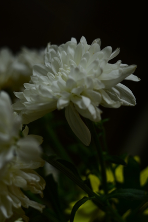 Flower from a summer flowerbedの写真素材