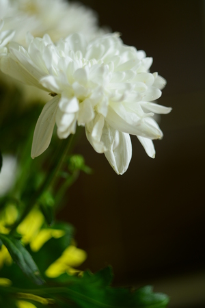 Flower from a summer flowerbedの写真素材