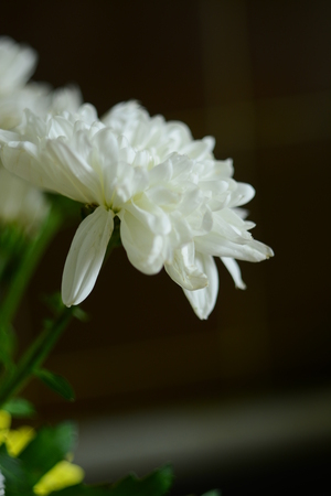 Flower from a summer flowerbedの写真素材