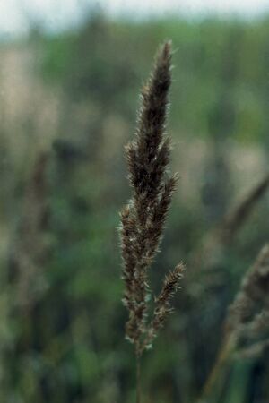 Flower from a summer flowerbedの写真素材