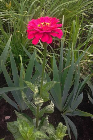 Flower from a summer flowerbedの写真素材