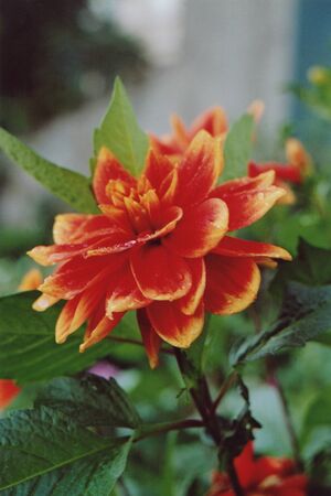 Flower from a summer flowerbedの写真素材