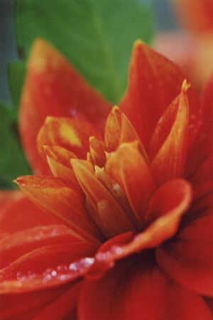 Flower from a summer flowerbedの写真素材