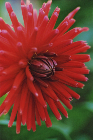 Flower from a summer flowerbedの写真素材