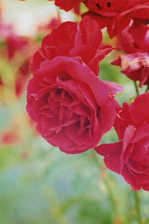 Flower from a summer flowerbedの写真素材