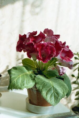 Flower from a summer flowerbedの写真素材