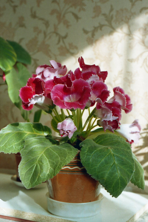 Flower from a summer flowerbedの写真素材