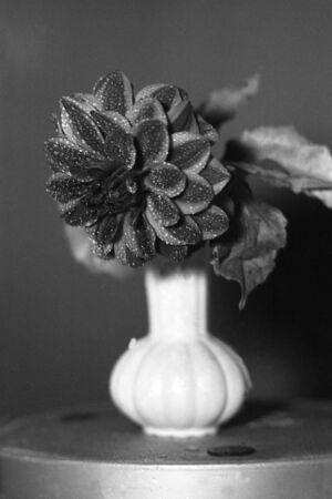 Flower from a summer flowerbedの写真素材