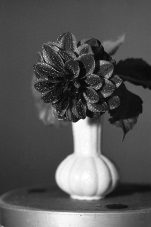 Flower from a summer flowerbedの写真素材