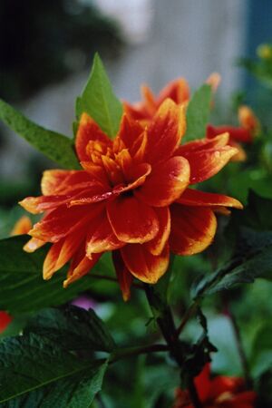 Flower from a summer flowerbedの写真素材