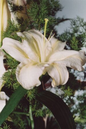 Flower from a summer flowerbedの写真素材