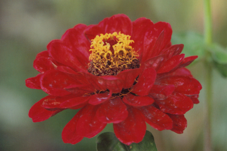 Flower from a summer flowerbedの写真素材