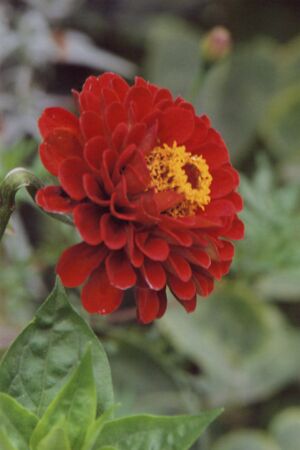 Flower from a summer flowerbedの写真素材