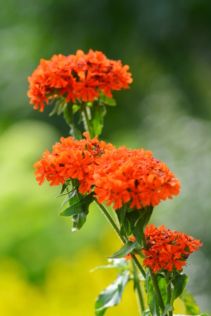 Flower from a summer flowerbedの写真素材