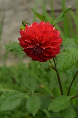 Flower from a summer flowerbedの写真素材
