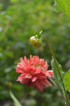 Flower from a summer flowerbedの写真素材