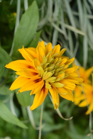 Flower from a summer flowerbedの写真素材