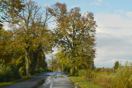 Autumn road sceneryの写真素材