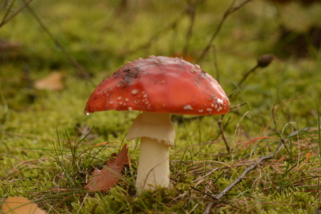 autumn mushrooms, October 2017の写真素材