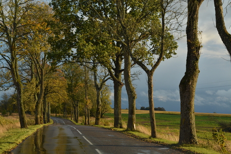 autumn roadの写真素材