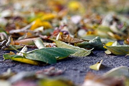 Yellow leaves on the ground in autumnの写真素材