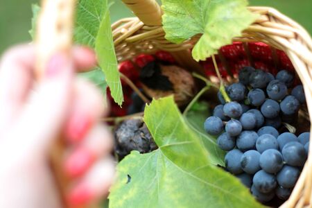 Woman hand with red nails holding small wicker basket with fresh harvested opaque blue grapes and wall nutsの写真素材