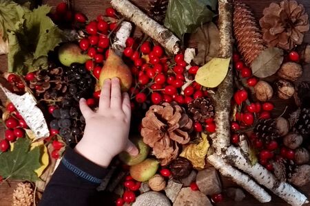 Autumn background with rose hip, cones, birch, nuts and kids hand.の写真素材