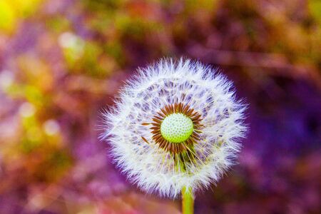 Dandelion blowball on violet and green background, vibrant colors