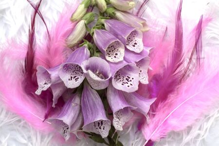 Closeup foxglove, lady glove violet lilac plant on pink and lilac feather background perfect for...