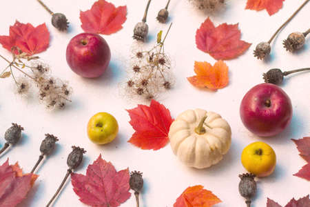 Flat lay photo with white pumpkin, maple leaves, red and yellow apples. Autumn fall still live...