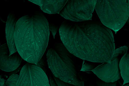 Dark green foliage of a healthy plant with serrated leaves glistening with raindrops. Low key, horizontal background or banner.の写真素材