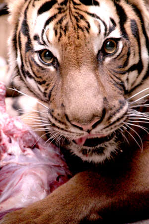 Close up of tiger face eating meatの写真素材