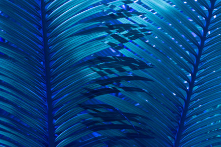 Blue colored fern detailed leaves covering in 3D look perfect as luxurious background for products