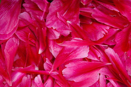 Vibrant pink fuchsia peony leaves fullframe texture flower background with focused peony leaves chaotic as a textureの写真素材