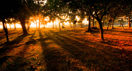 Sunrise in the woods