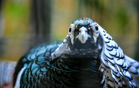 Bird looking directly curiously or surprised の素材
