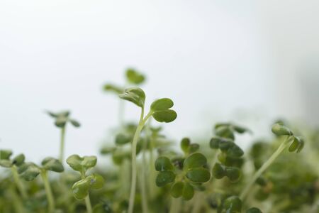 Spring background micro green, sprouts of flax.の写真素材
