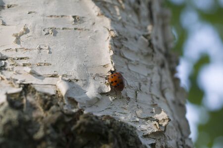 Closeup of white birch trunk and ladybug texture.