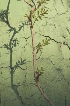 Decorative background with cracks on the wall and shadow from a climbing plant.の写真素材