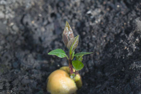 Sprouted sprout young avocado tree.