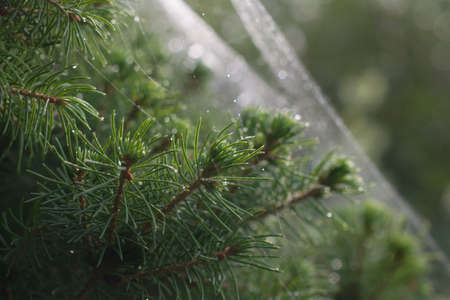 Evergreen Christmas tree with raindrops and cobwebs.