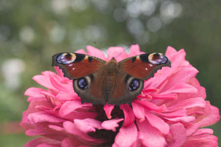 Close-up of a butterfly sitting on a flower. The photo is suitable for advertising, web design, as a background for congratulations.の写真素材