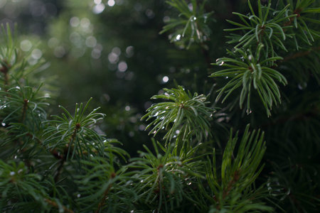 Macro photo. Raindrops on green spruce needles.の写真素材
