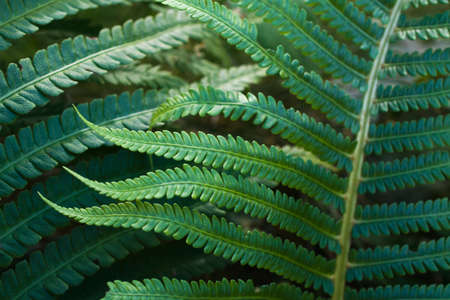 macro background. Close-up green background of fern leaves.