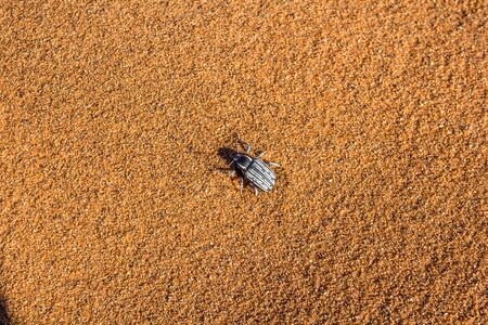 Small black and white striped beetle in orange sand dune in Namibia