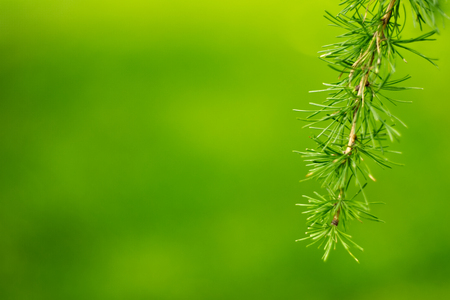 Fir-needles on the blur green background.の写真素材